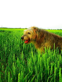 View of dog on field against sky