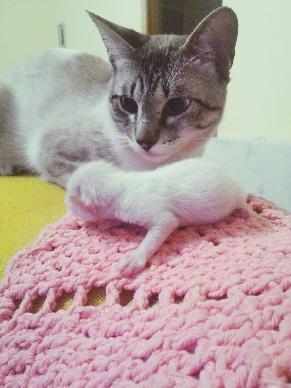 domestic cat, domestic animals, pets, cat, animal themes, one animal, mammal, feline, indoors, whisker, relaxation, close-up, home interior, bed, resting, portrait, looking at camera, lying down, no people, focus on foreground