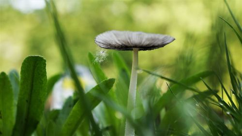 Close-up of white flowering plant on field