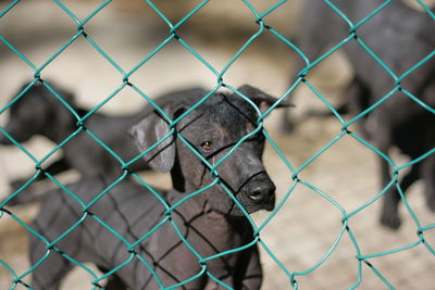 Close-up of puppies seen through chainlink fence