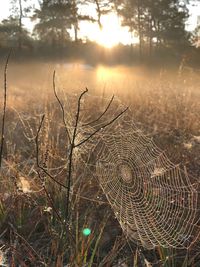 Close-up of spider web on plant at sunset