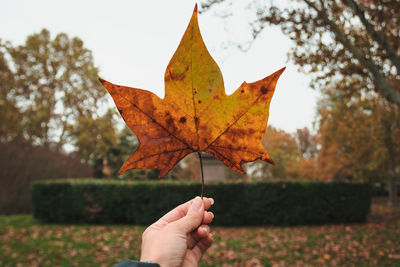 Person holding maple leaves during autumn