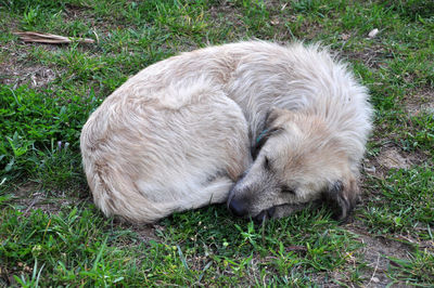 View of a dog sleeping on grass