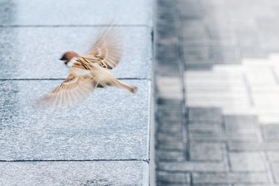 Bird flying in city