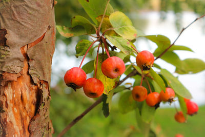 Close-up of red berries growing on tree