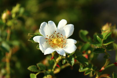 Close-up of white flowering plant