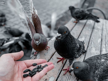 Pigeons are eating sunflower seeds