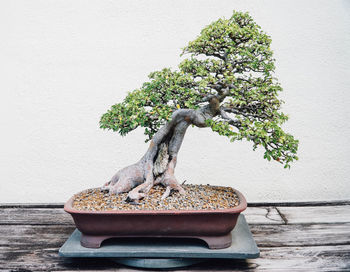 Close-up of bonsai tree on table against wall