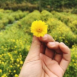 Close-up of hand holding yellow flower at farm