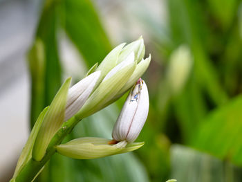 Close-up of lily blooming outdoors