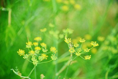 Close-up of yellow flowering plant on field