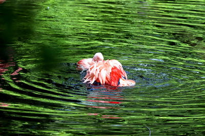 View of a duck in a lake