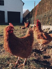 Close-up of rooster