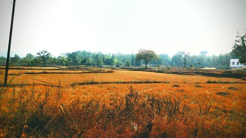 Scenic view of field against sky