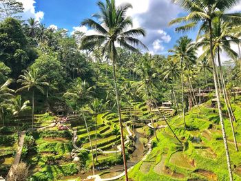 Panoramic view of palm trees on field against sky