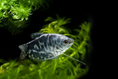 Close-up of fish swimming in sea