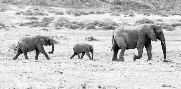 Elephant with calves walking on field