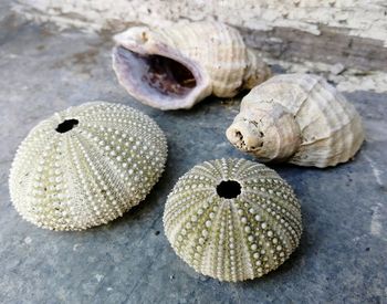 High angle view of shells