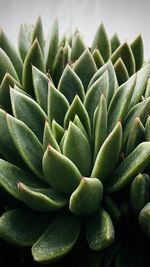 Close-up of succulent plant