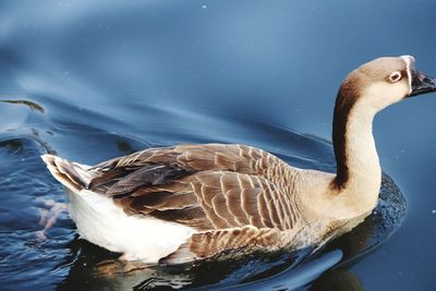 Close-up of duck swimming in lake