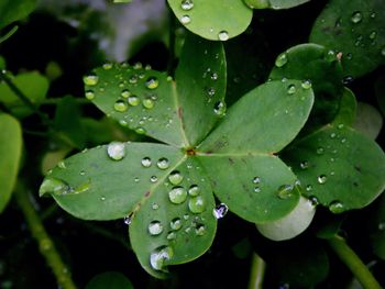 High angle view of water drops on plant growing at forest