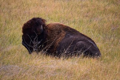 Side view of a horse on field