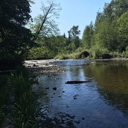 Scenic view of river in forest against sky