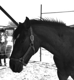 Close-up of horse against clear sky