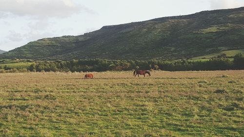 Horses grazing on grassy field