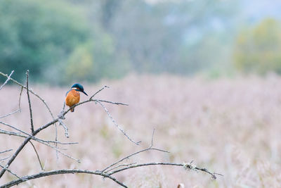 Close-up of bird perching on tree