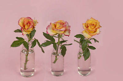 Close-up of flowers in vase against white background