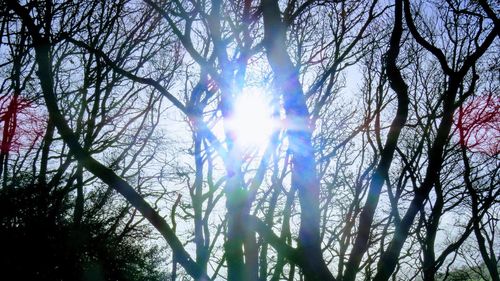 Low angle view of bare trees against sky