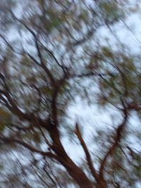 Low angle view of tree trunk