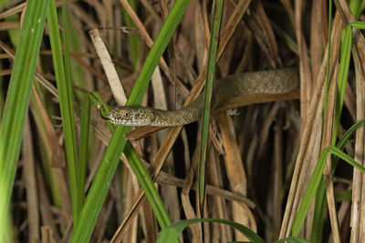 The dice snake from krka river, croatia