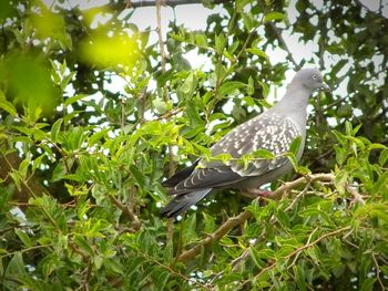 Close-up of bird perching on tree