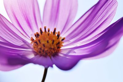 Close-up of purple cosmos flower