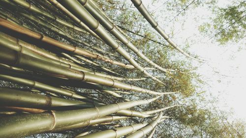 Close-up of bamboo tree