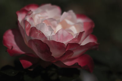 Close-up of pink rose