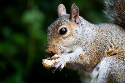 Close-up of squirrel eating