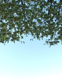 Low angle view of trees