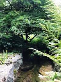 Trees growing on rocks in forest