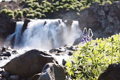 Flowers blooming against waterfall in forest