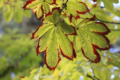 Close-up of leaves