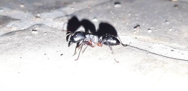 High angle view of insect on land