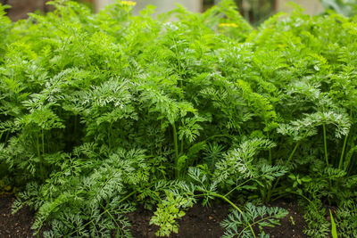 Full frame shot of plants