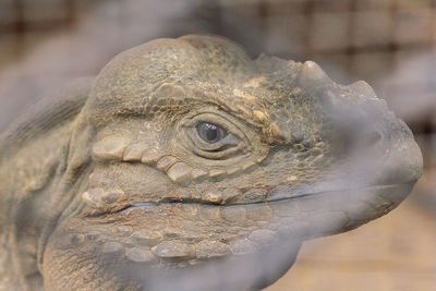 Close-up of a bird