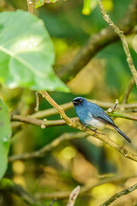 Close-up of bird perching on branch