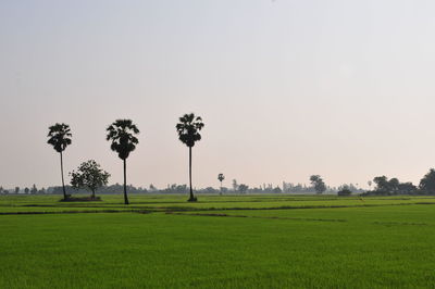 Palm trees on field against clear sky