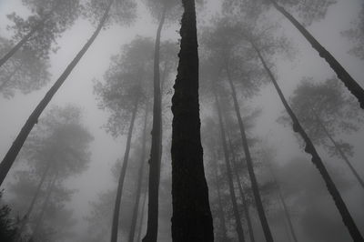 Low angle view of trees in forest against sky