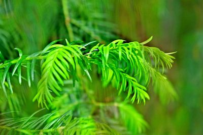 Close-up of fresh green plant
